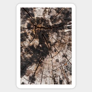 Chopped Tree Trunk Inner Rings Sticker